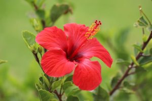A close-up of a Hibiscus 'Yellow' 6" Pot bloom with prominent yellow-tipped stamens, surrounded by lush green leaves and a softly blurred green background.