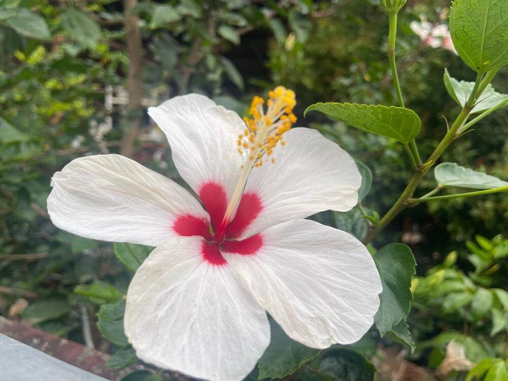 A close-up of Hibiscus 'White' 6" Pot features a white flower with a red centre and yellow stamens, surrounded by lush green leaves.
