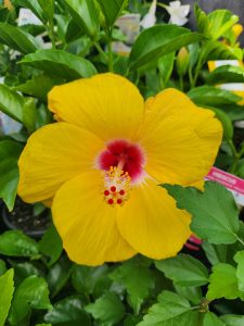 A Hibiscus 'Yellow' 15cm Pot features a vibrant yellow flower with a red centre and prominent stamen, set against lush green foliage.