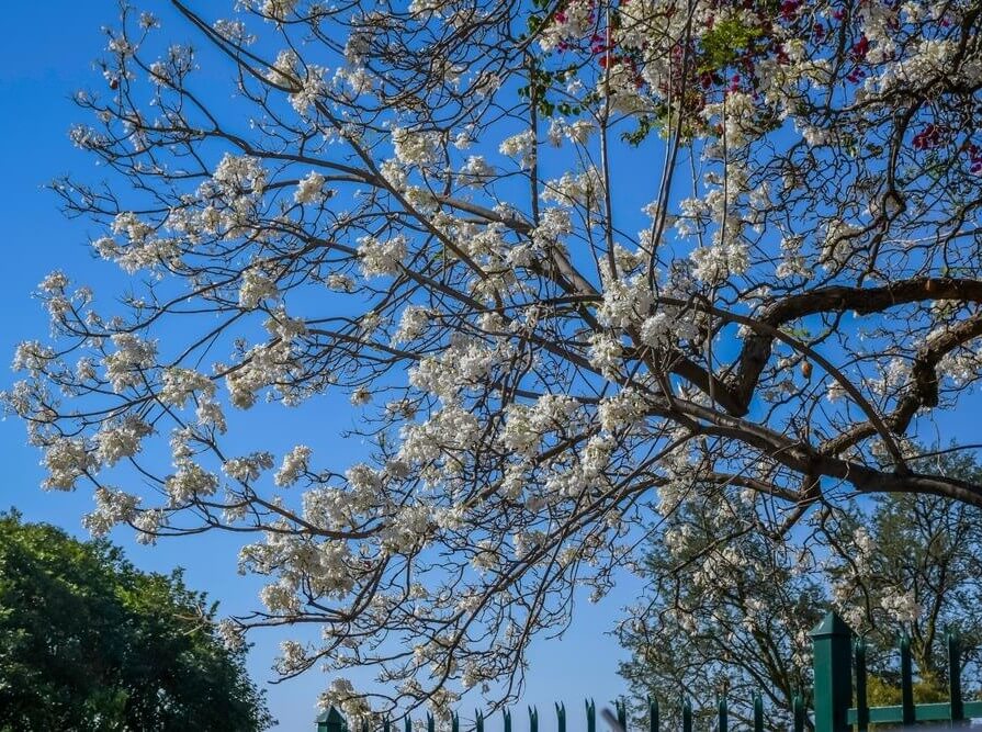 Jacaranda Tree 'White Flowering' 10" Pot