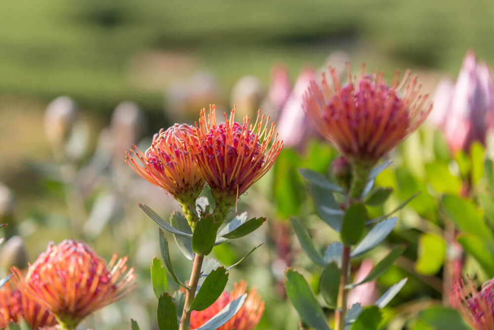 Close-up of Leucospermum 'Scarlet Ribbon' flowers with green leaves in an 8" pot, set against a blurred natural background.