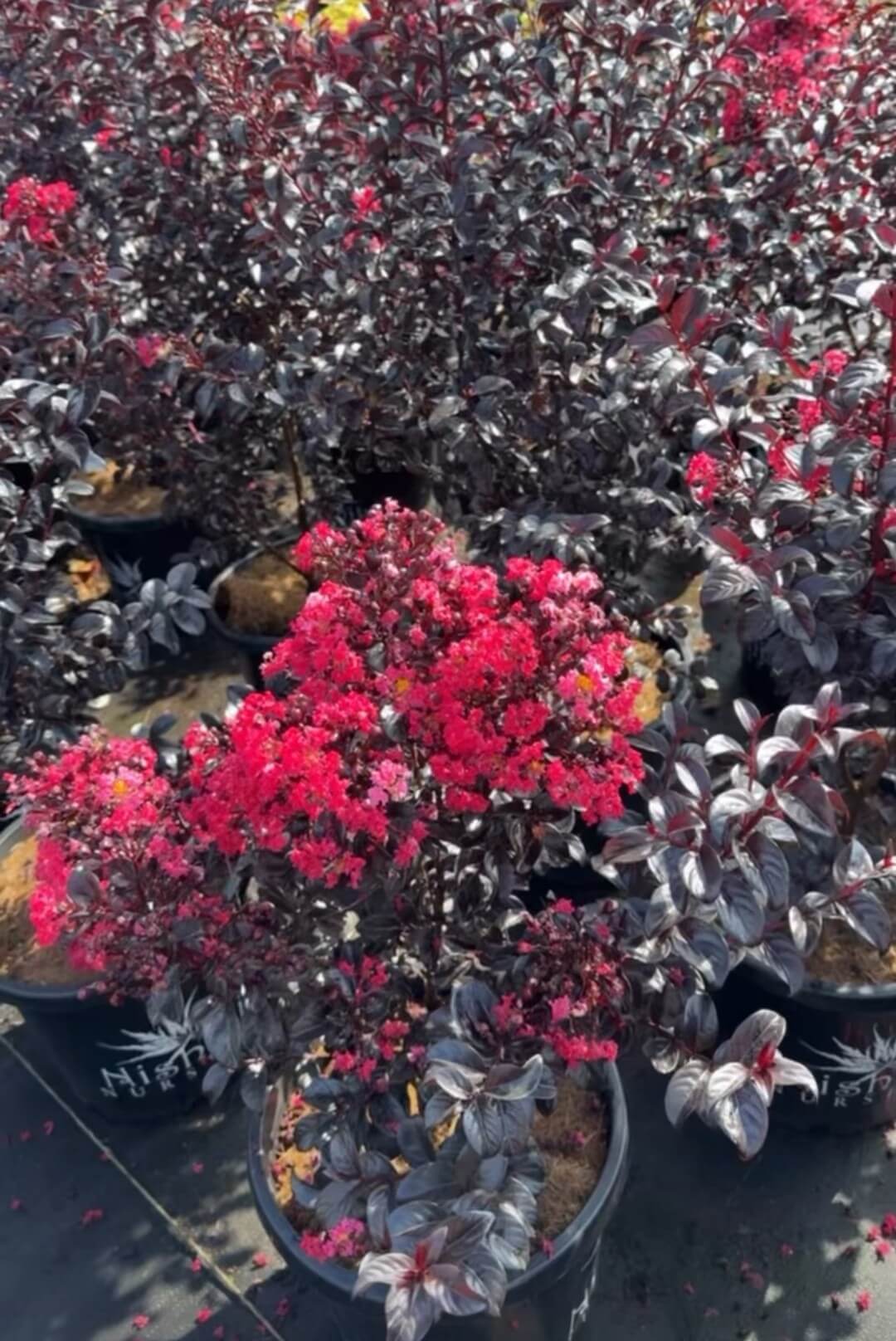 Sunset Magic crepe myrtle miniture lagerstroemia purple burgundy foliage and deep rich red leaves