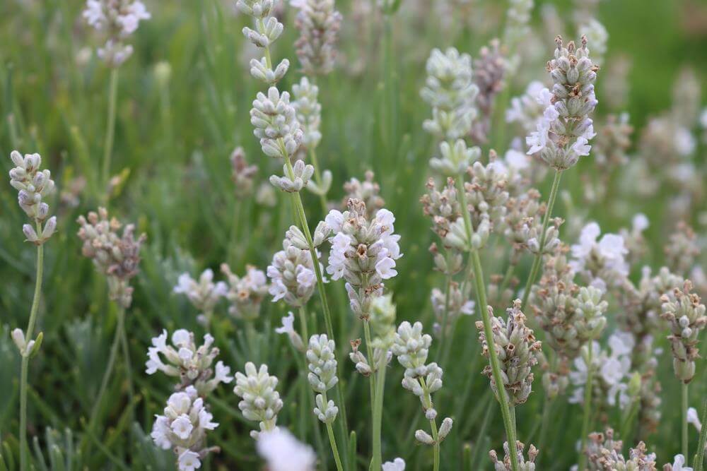 Close-up of Lavandula Lavinnova® 'English Summer Morning' Lavender in a 15cm pot, featuring light purple and white blooms with a softly blurred green background.