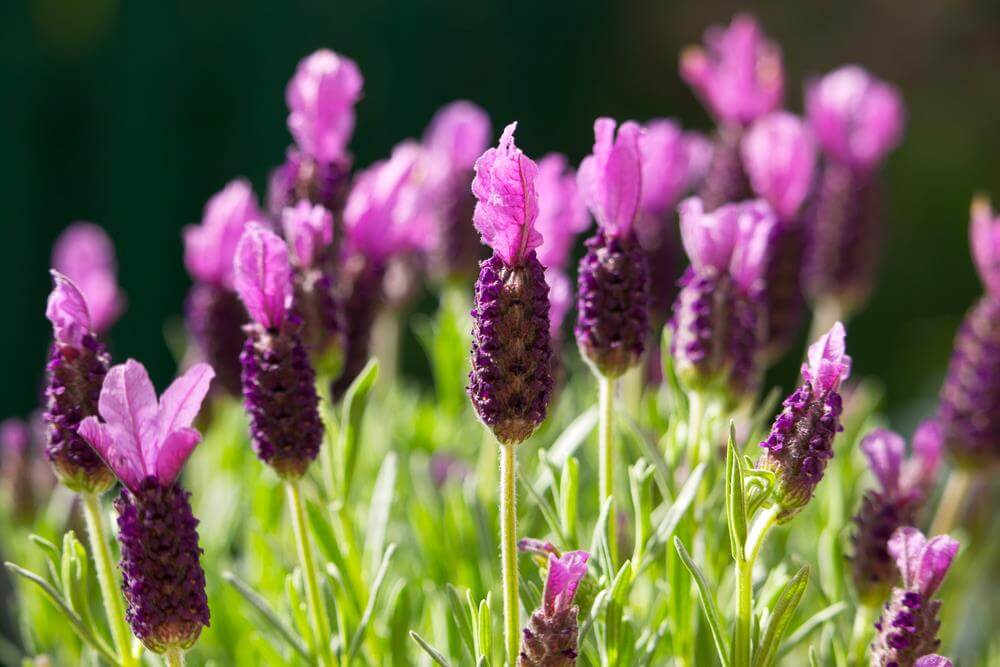 Close-up of Lavandula 'La Diva Papillon Deep Rose' Lavender in a 15cm pot, featuring vibrant rose-purple blooms and green stems, illuminated by sunlight.
