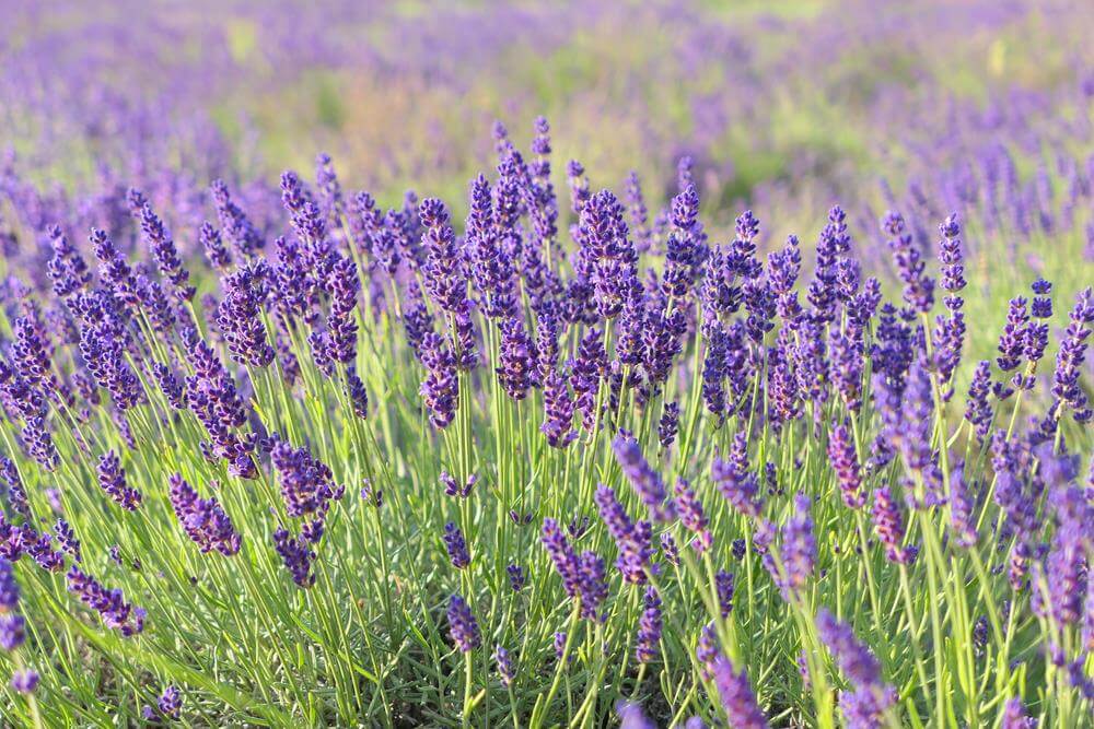 Close-up of blooming Lavandula 'La Diva Papillon Deep Rose' Lavender with vibrant purple flowers in a field, with more of this stunning lavender softly blurred in the background.