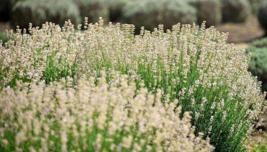 Dense clusters of lavender plants with pale purple flowers growing in an outdoor field.