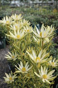 A group of pale yellow Protea 'Pot O Gold' plants with pointed leaves and round yellow centres grows in 6" pots at a nursery, displayed alongside Protea 'Australis® Pink' for a vibrant botanical showcase.