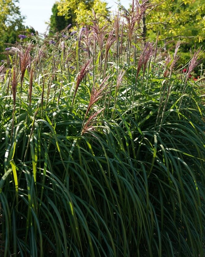 Tall ornamental grass with long, arching green leaves and feathery pinkish flower plumes growing outdoors in sunlight.