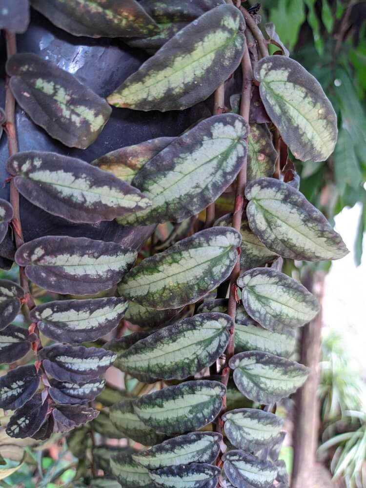 Close-up of Pellionia 'Trailing Watermelon Plant' in a 15cm pot, featuring oval dark green leaves with light green-silvery patterns and reddish stems. Blurred foliage appears in the background.