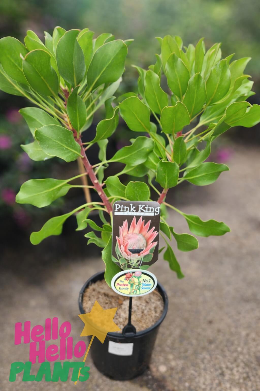 A Protea 'King Pink' 6" Pot (Copy) is pictured with a flower image label, sitting on concrete. The "Hello Hello Plants" logo appears in the lower left corner.