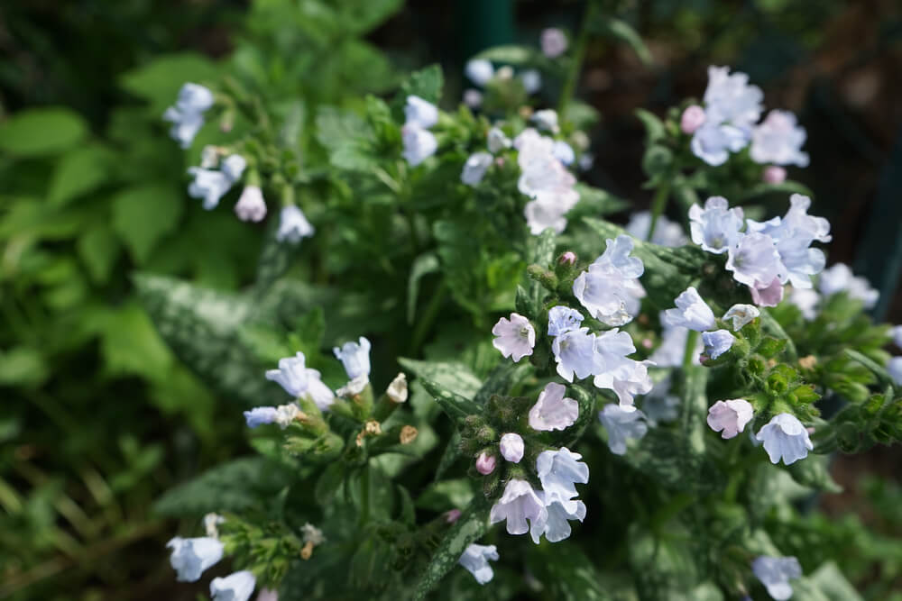 Pulmonaria 'White' 6” Pot