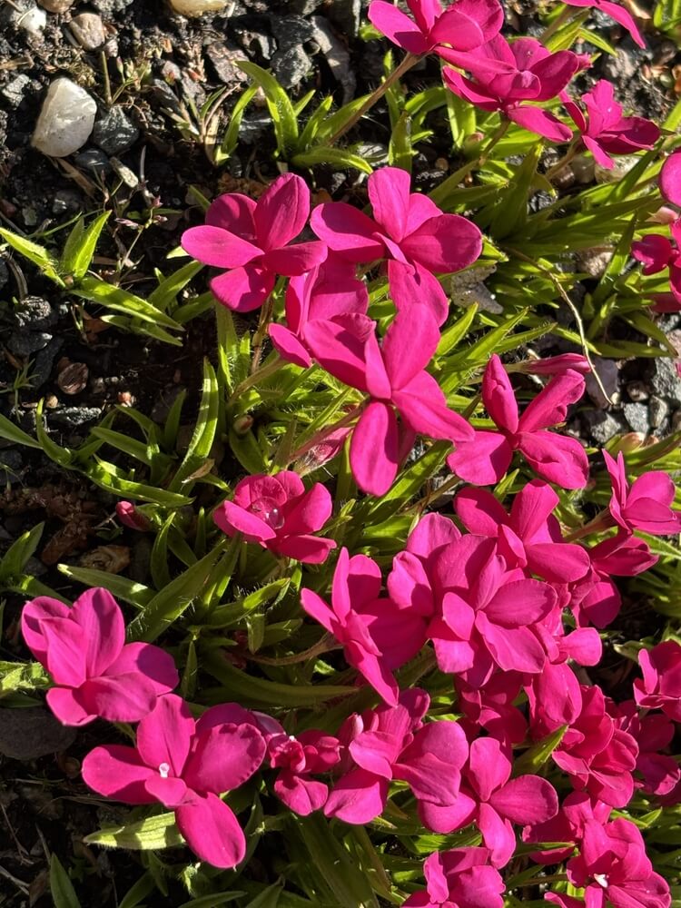 Rhodohypoxis 'Beverly' 15cm Pot features bright pink, pointed blooms and green leaves, growing close to the ground in soil with small stones, suited for sunny spots.