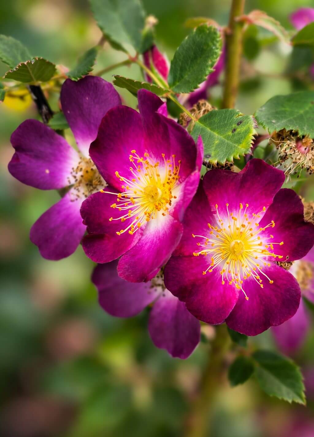 Close-up of vibrant purple wild roses with yellow centres, surrounded by green leaves and blurred background.