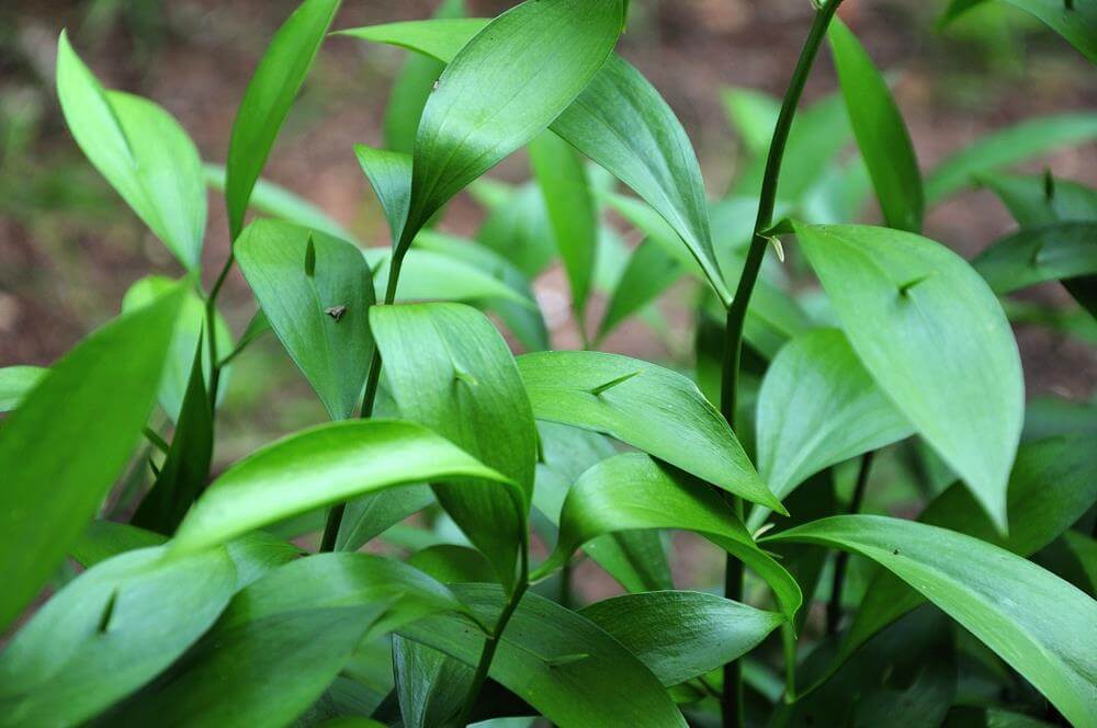 Close-up of Ruscus 'Spineless Butcher's Broom' in an 8" pot, featuring lush, pointed green leaves and dense growth in natural outdoor lighting.