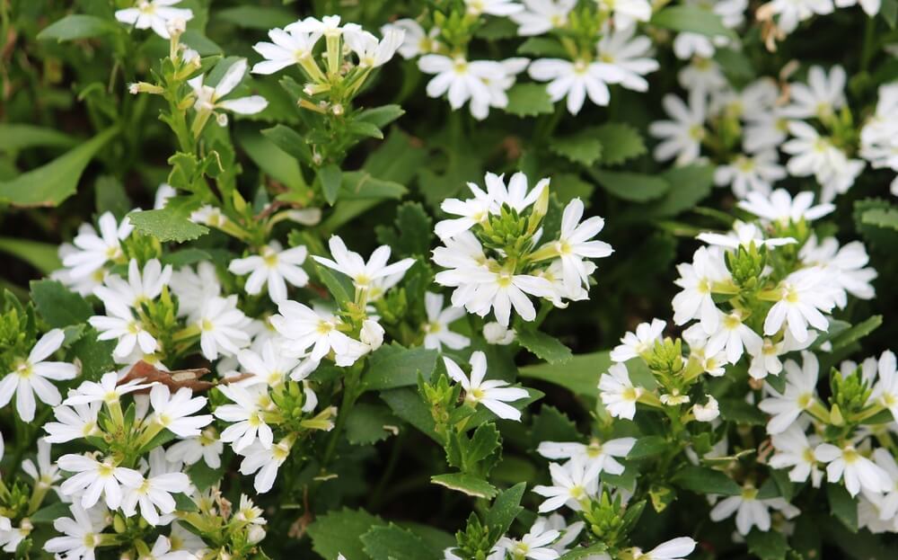 Scaevola 'Fairy White' 6" Pot