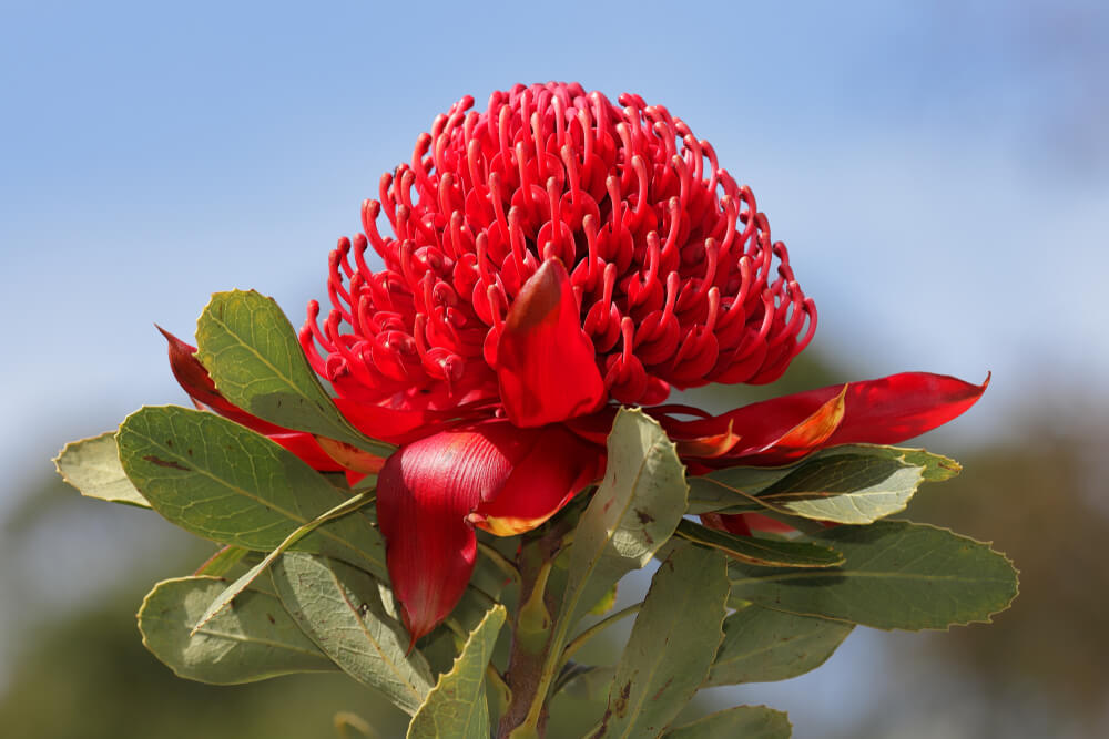 A vibrant Telopea 'Gembrook' Waratah 8" Pot with a bright red bloom and lush green leaves stands out against a clear blue sky.