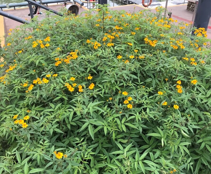 Tagetes 'Mountain Marigold' in an 8" Pot features a dense green bush covered with numerous small yellow flowers, ideal for outdoor spaces with paths and railings.