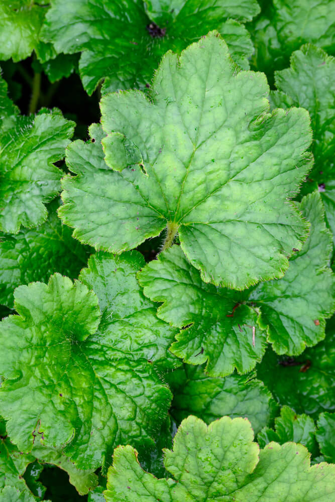 Close-up view of several green leaves with serrated edges and visible veins, overlapping each other in a dense cluster.