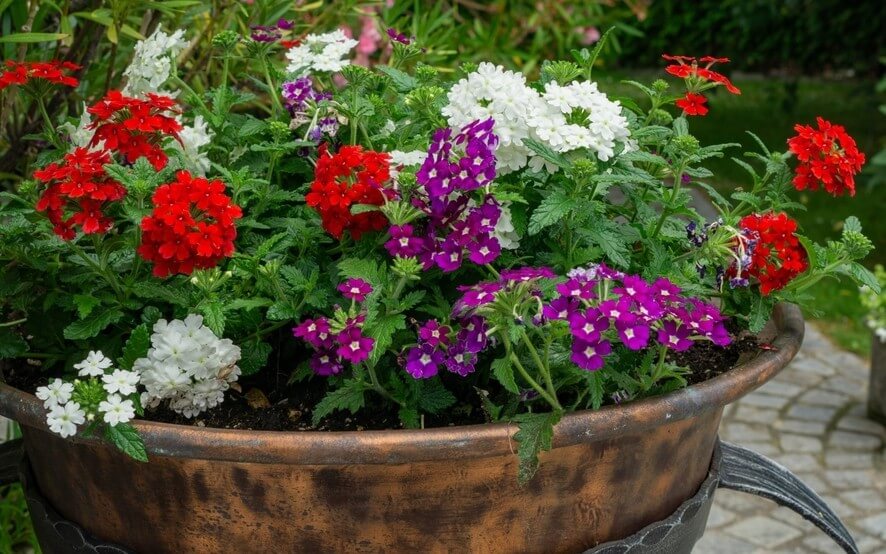 Verbena 'Mixed Varieties' 6" Pot