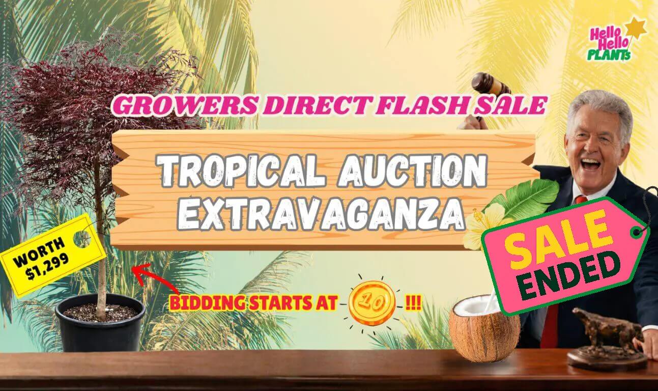A promotional banner for the Summer Growers Direct Flash Sale tropical plant auction, featuring a potted plant, auction gavel, and text indicating the sale has ended.