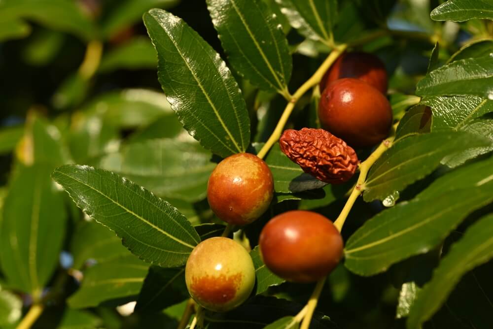 Close-up of Ziziphus Jujube 'Redlands' Chinese Date 16" Pot showing fruits at various ripeness stages—unripe, ripe, and dried—on a leafy branch.