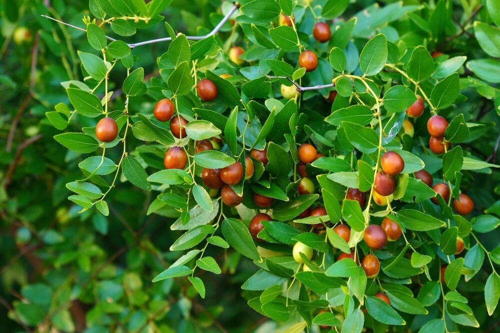A cluster of green leaves with numerous small, round, reddish-brown fruits growing on the branches.