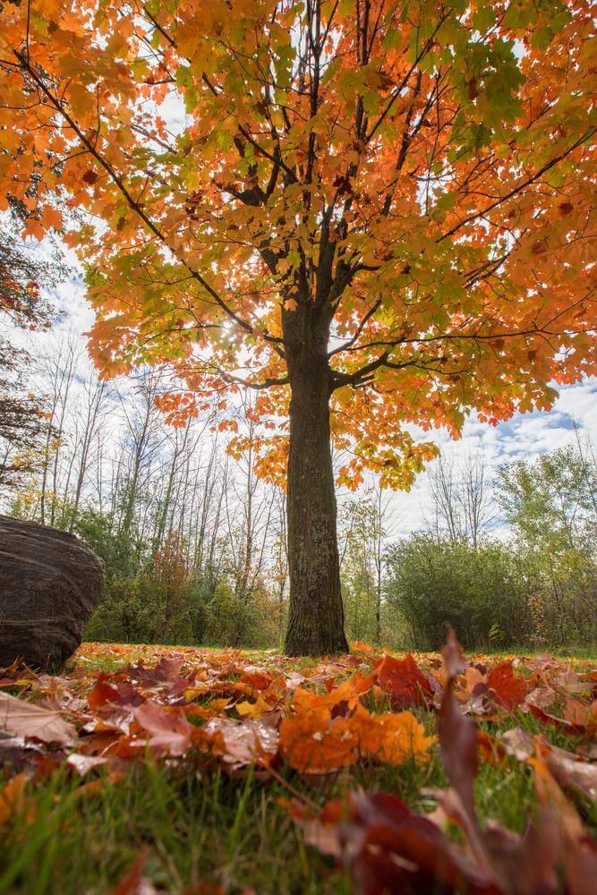 An Acer 'Apollo' Sugar Maple in a 16" pot stands in a grassy area with vibrant orange and yellow autumn leaves, surrounded by fallen foliage; additional trees appear under a partly cloudy sky in the background.