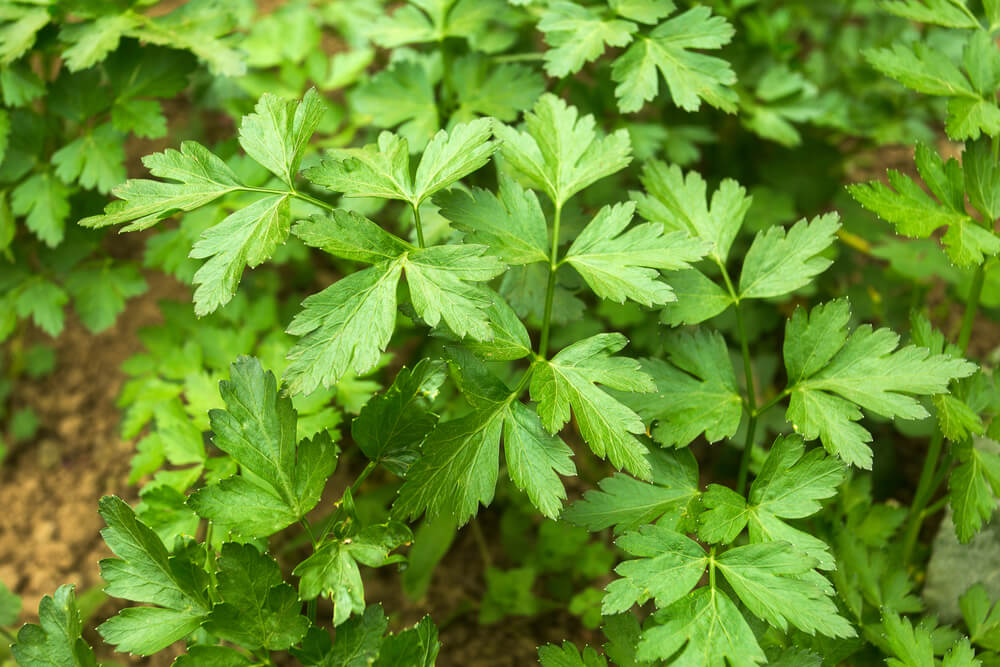 Close-up of Apium 'Sea Celery' Tucker Bush plants in a 6" pot, displaying fresh green foliage with distinctive flat, serrated leaves.