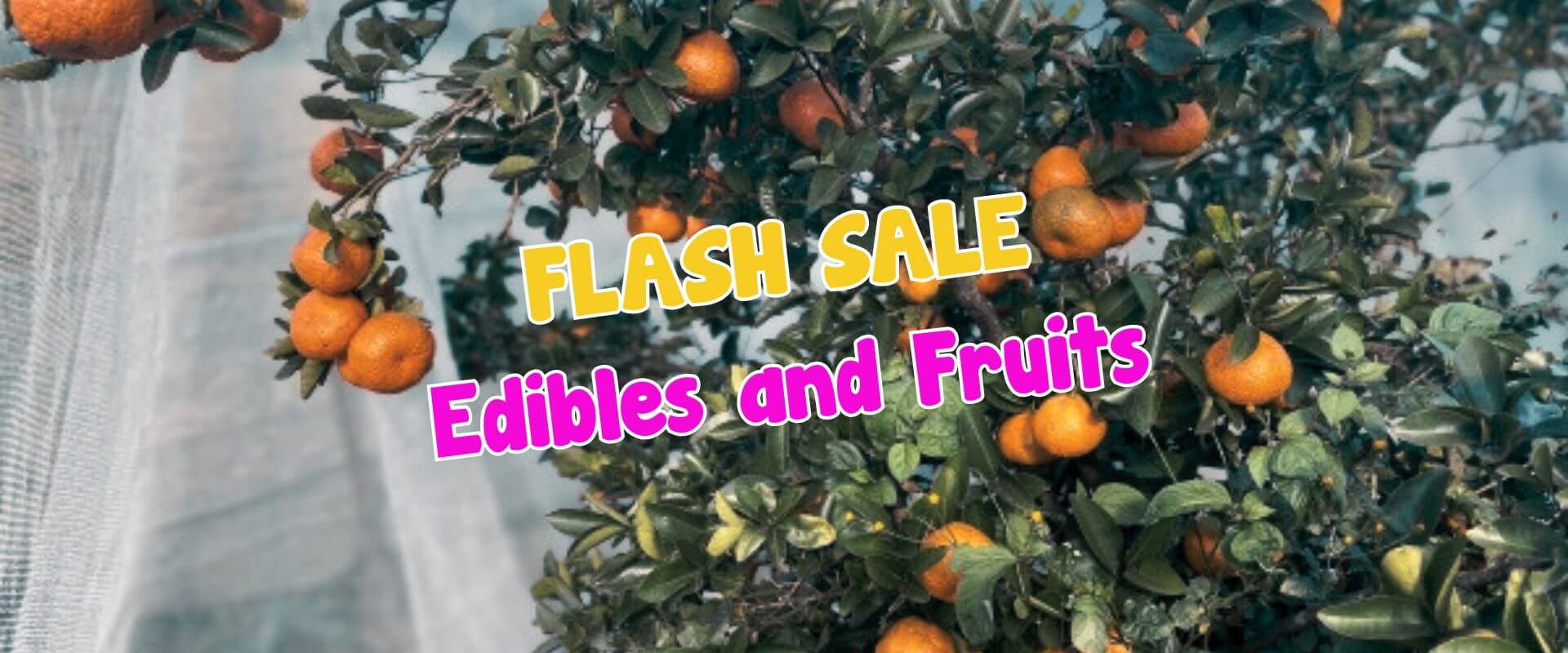 Oranges growing on a tree with text overlay that reads "Summer Growers Direct Flash Sale – Edibles and Fruit.