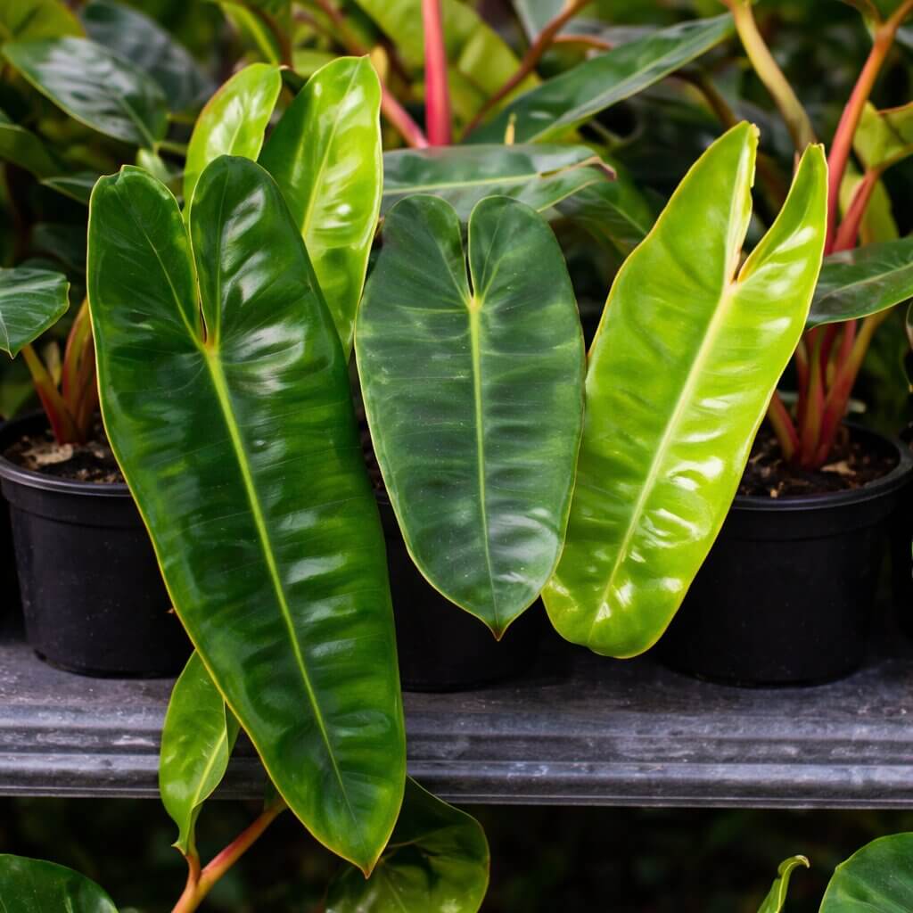 Three Philodendron ‘Emerald Vine’ plants, each in a 5” pot and displaying large, glossy green leaves, are arranged side by side on a shelf.