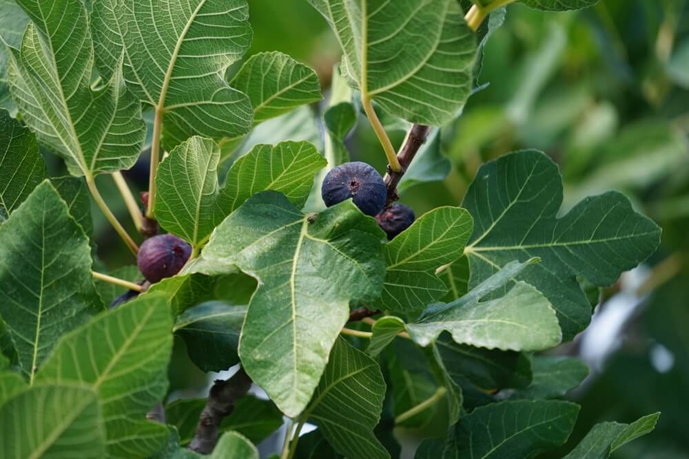 Close-up of a Ficus 'Picone Black' Fig Tree in an 8" pot featuring large green leaves and several ripe, dark purple figs clustered among the branches.