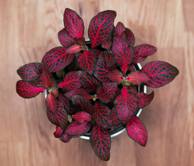 A top-down view of the Fittonia ‘Red’ Nerve Plant in a 5” pot, showing its striking red and green leaves, placed on a wooden surface.