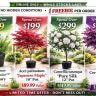 A promotional image showcases four potted Premium Plants—rosemary for £99, Japanese maple for £199, camellia for £299, and redbud for £399—each with labelled values and a Free Plants offer as an Online Exclusive.