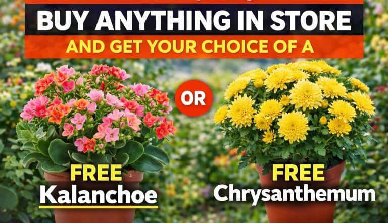 In-store Holiday Plant Sale sign offering a free potted kalanchoe or chrysanthemum with any purchase, featuring images of both flowering plants.