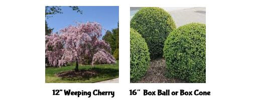 A pink flowering weeping cherry tree and three green, round boxwood shrubs are shown side by side outdoors. Text labels list their sizes and names, perfect choices for your garden during the Holiday Plant Sale.