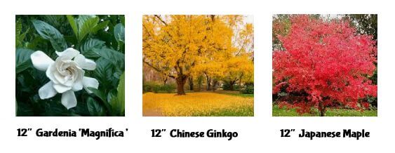 Three plants shown for the Holiday Plant Sale: a white Gardenia 'Magnifica', a yellow-leaved Chinese Ginkgo tree, and a red-leaved Japanese Maple, each labelled as 12 inches.