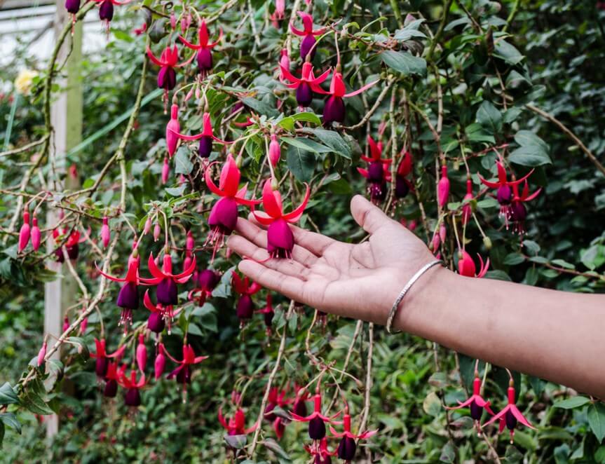 A hand gently touches a branch of Fuchsia 'Assorted Varieties' 6" Pot, displaying pink and purple flowers in a garden.