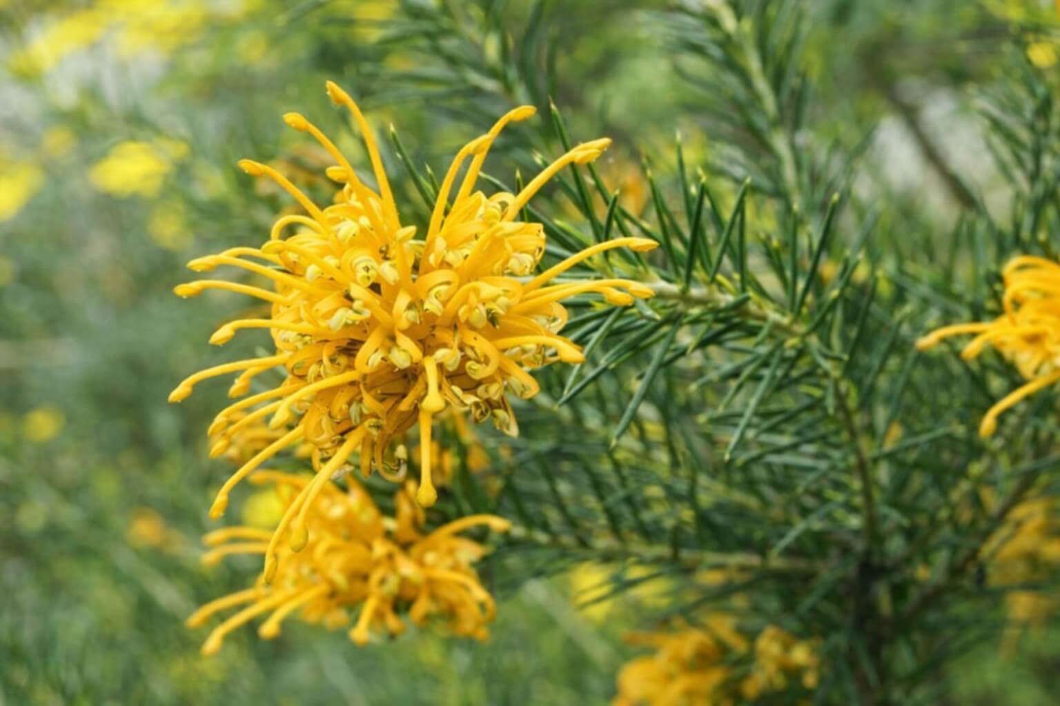Close-up of Grevillea 'Molonglo' flower with spiky yellow petals and green needle-like leaves, ideal for cultivation in a 15cm pot.