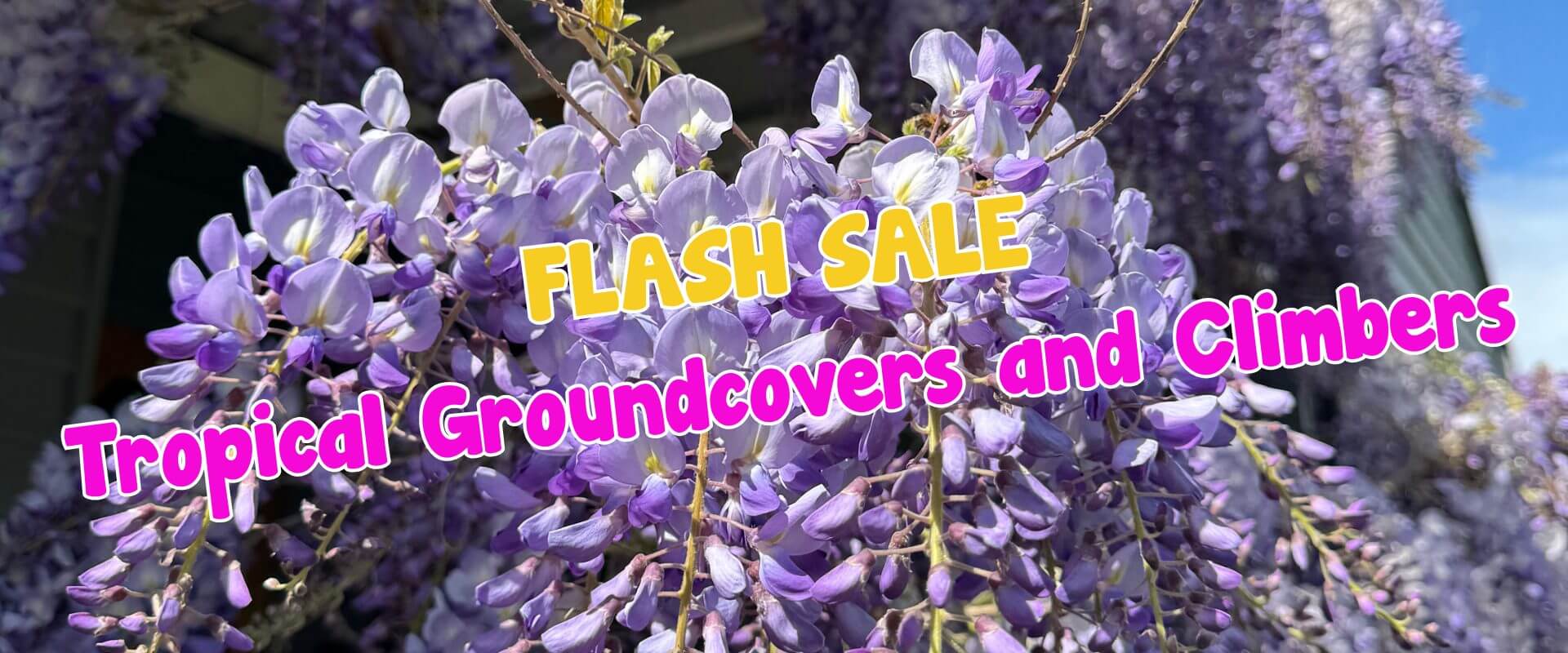 Close-up of purple wisteria flowers with overlay text: "Summer Growers Direct Flash Sale—Tropical Groundcovers and Climbers.