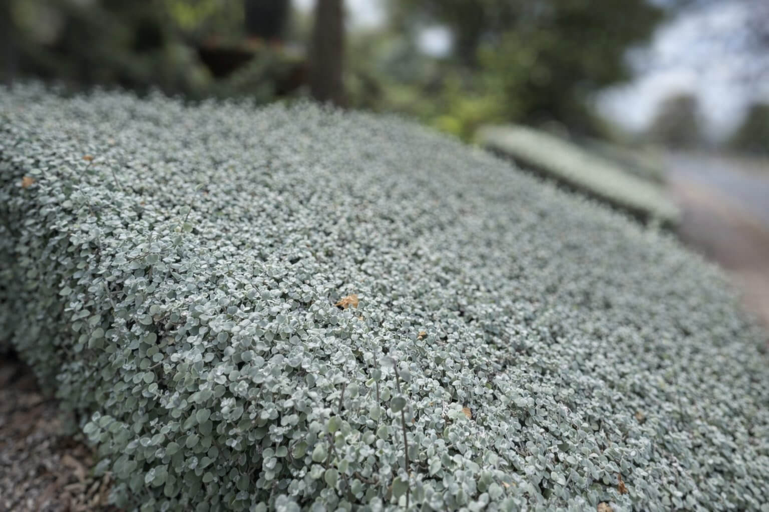 Dense ground cover of small, silvery-green leaves grows on a sloping garden bed, with blurred greenery and trees in the background.