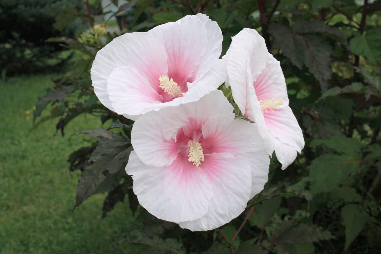 Close-up of three white hibiscus flowers with pale pink centres, blooming among green leaves outdoors.