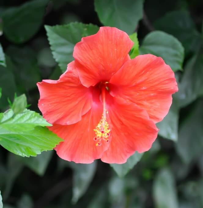 A close-up of a red hibiscus flower with yellow stamens, surrounded by green leaves in the background.