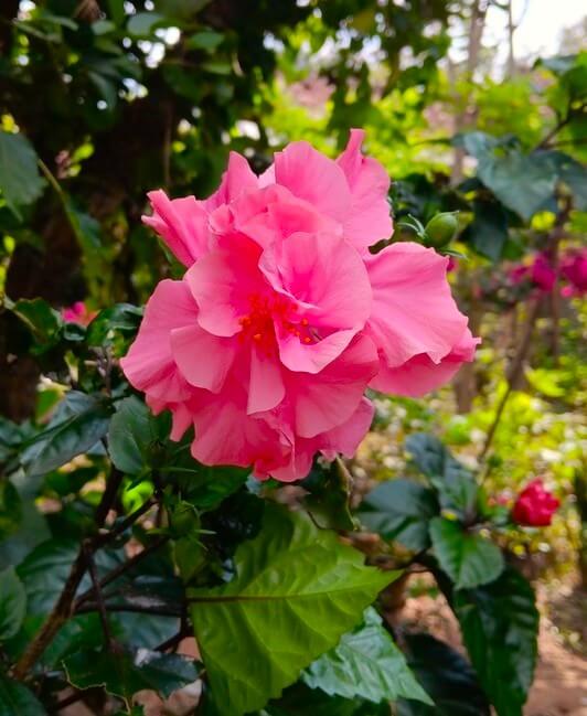 Close-up of a bright pink hibiscus flower in bloom, surrounded by green leaves and blurred foliage in the background.
