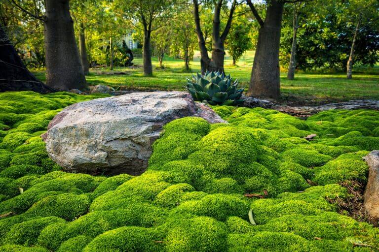 A large rock sits on a bed of bright green moss, surrounded by trees and contemporary stylish plants like agave in a sunlit garden.