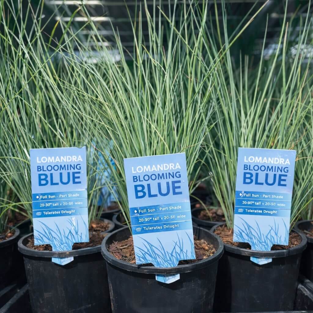 Three Lomandra ‘Blooming Blue’ PBR plants in 15cm pots, each with tags noting their drought tolerance and suitability for full sun or part shade.