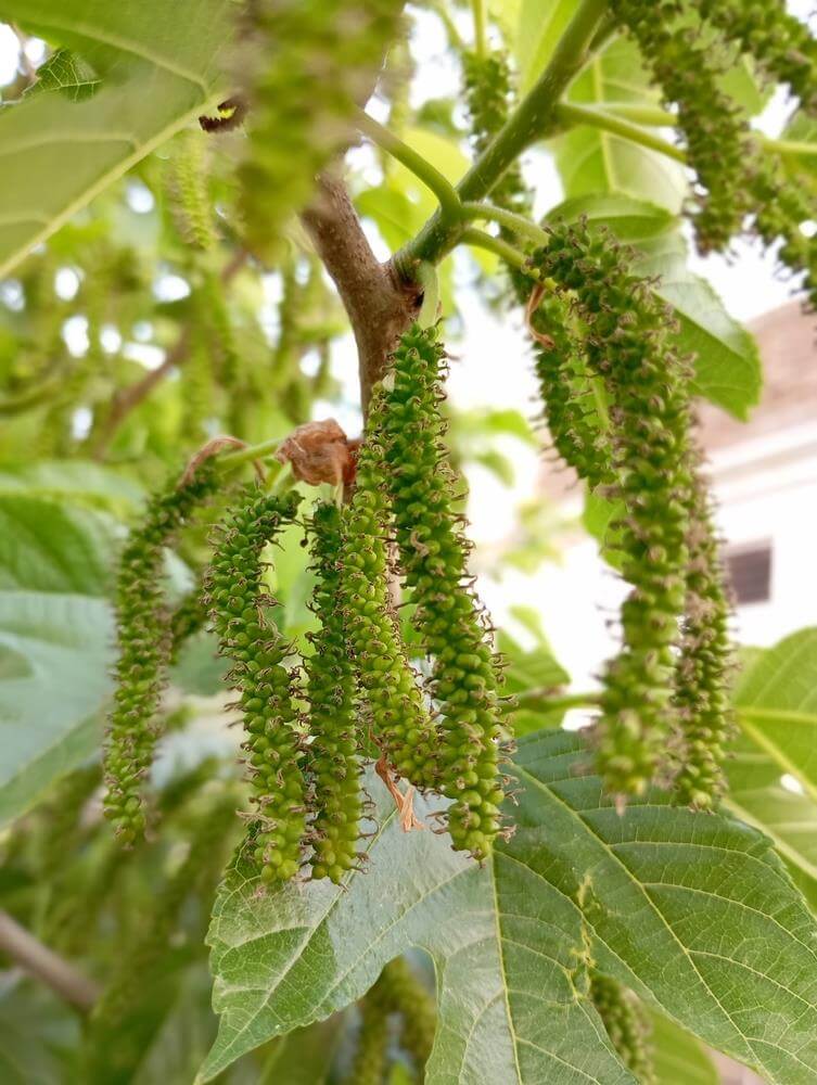 Close-up of clusters of green, immature catkins hanging from a tree branch with large green leaves in the background.