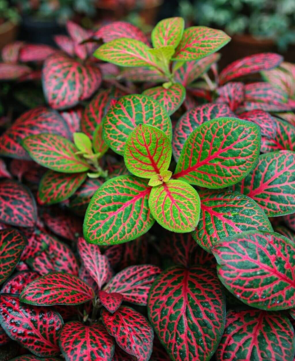 Close-up of Fittonia ‘Neon’ Nerve Plant in a 13 cm pot, showcasing vibrant green leaves with striking red veins and mainly red-veined foliage.