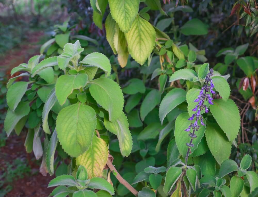 Plectranthus 'Bush Basil' Tucker Bush in a 15cm pot, featuring green leafy stems and small purple flowers, growing outdoors with blurred foliage in the background.
