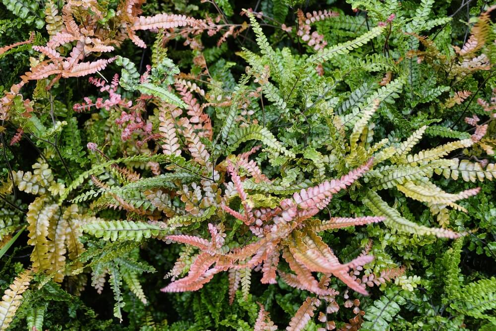 A dense cluster of Adiantum hispidulum ‘Rosy Maidenhair’ displays green, yellow, and pink fronds growing closely together, forming a textured foliage pattern.