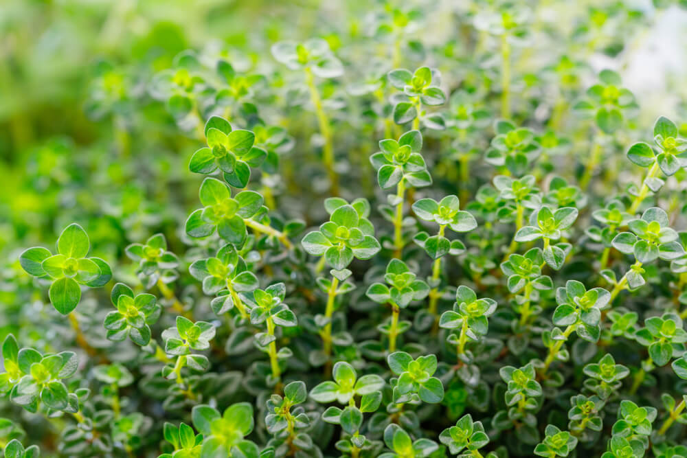 Close-up of fresh green thyme herb plants with small oval leaves and upright stems.